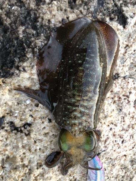 サイトエギング三昧