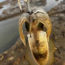 初めてのエギング