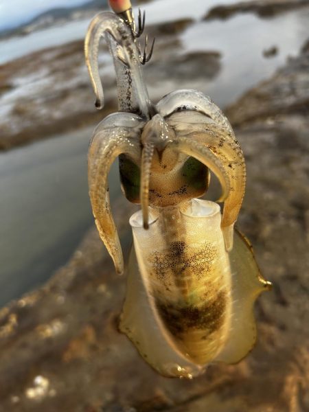 初めてのエギング