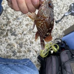 癒やしのガシラ