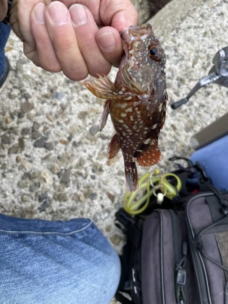 癒やしのガシラ