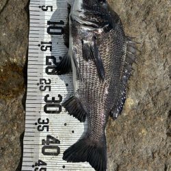 イチノ兄弟、釣果！