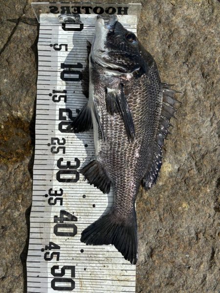 イチノ兄弟、釣果！