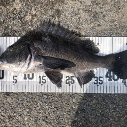 イチノ兄弟、釣果！