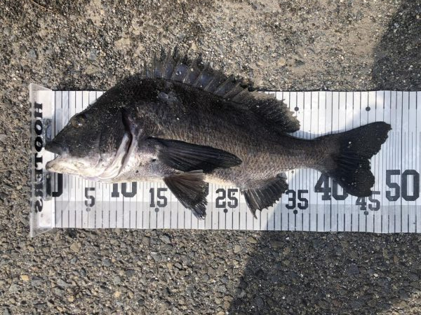 イチノ兄弟、釣果！