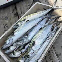 サゴシ祭りに参加して楽し過ぎた