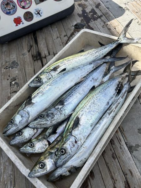 サゴシ祭りに参加して楽し過ぎた