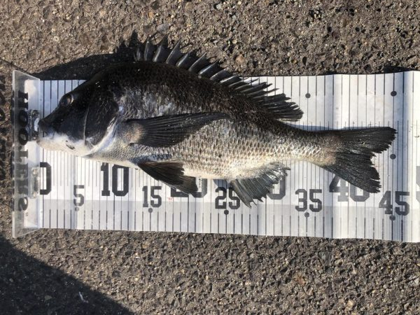 イチノ兄弟、釣果！