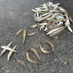 久しぶりにキス釣り行ったら大爆釣