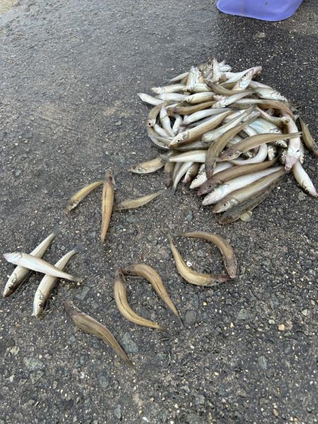 久しぶりにキス釣り行ったら大爆釣