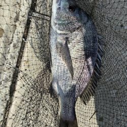 イチノ兄弟、釣果!