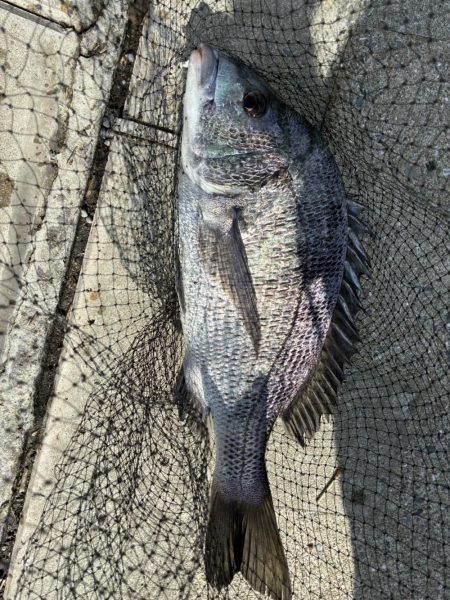 イチノ兄弟、釣果!