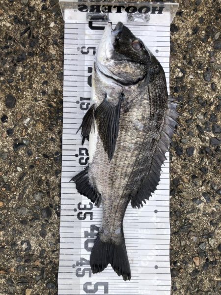 イチノ兄弟、釣果!