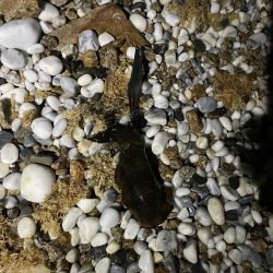 アオリイカ釣り