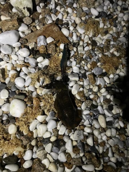 アオリイカ釣り