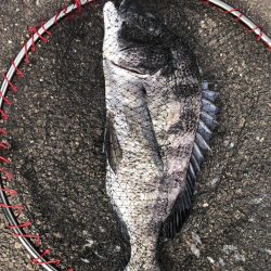 イチノ兄弟、釣果!