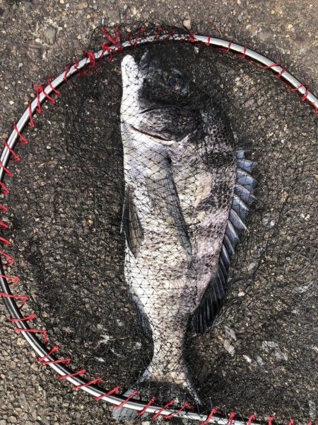 イチノ兄弟、釣果！