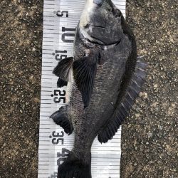 イチノ兄弟、釣果！