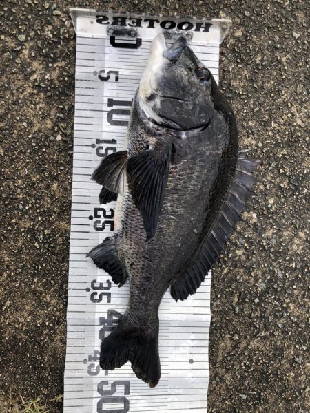 イチノ兄弟、釣果！