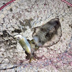 ファミリーフィッシング