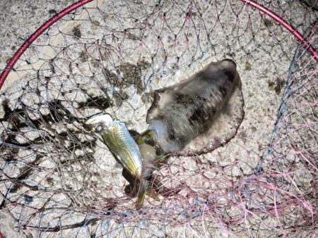 ファミリーフィッシング