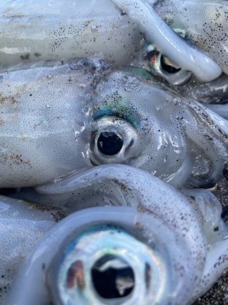 2025 佐渡ヶ島エギング Vol.20【…