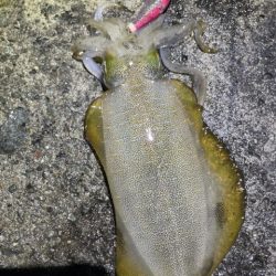 2025 佐渡ヶ島エギング Vol.21【9月30日】