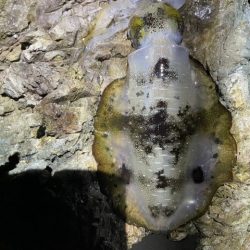 2025 佐渡ヶ島エギング Vol.22【10月1日】