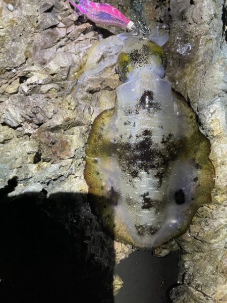 2025 佐渡ヶ島エギング Vol.22【10月1日】