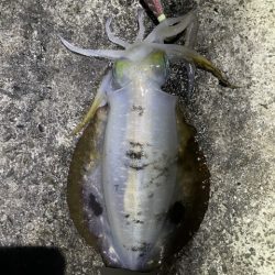 2025 佐渡ヶ島エギング Vol.23【10月3日】