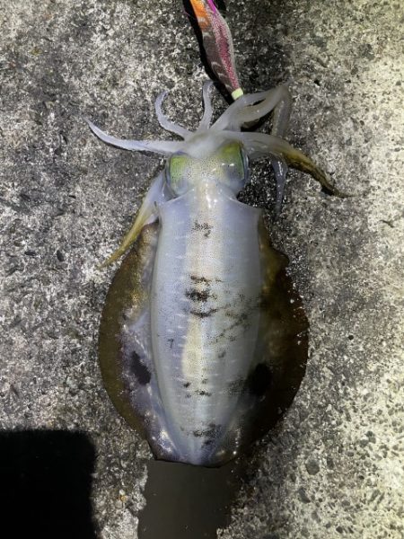 2025 佐渡ヶ島エギング Vol.23【10月3日】