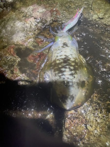 2025 佐渡ヶ島エギング Vol.24【10月4日】