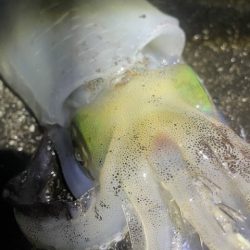 2025 佐渡ヶ島エギング Vol.29【…