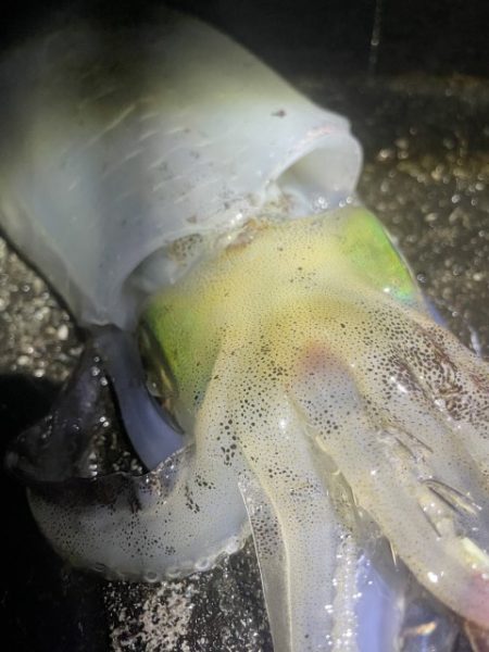 2025 佐渡ヶ島エギング Vol.29【…