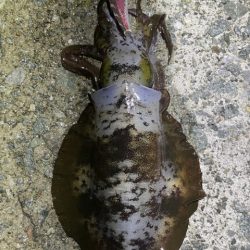 2025 佐渡ヶ島エギング Vol.30【10月15日】