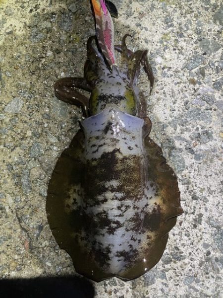 2025 佐渡ヶ島エギング Vol.30【10月15日】