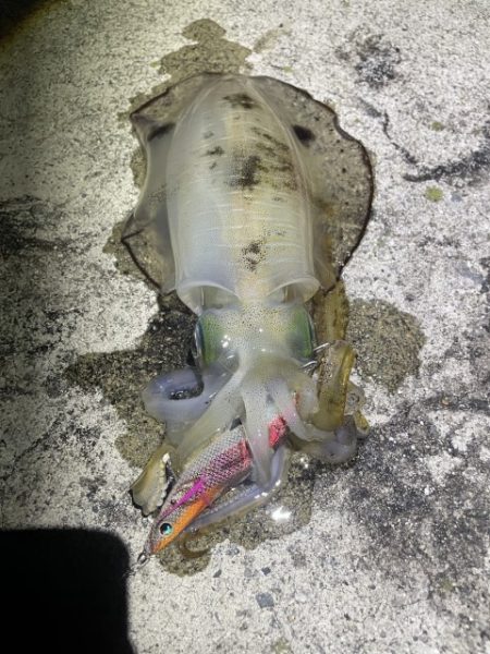 2025 佐渡ヶ島エギング Vol.33【…