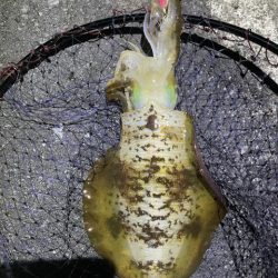 2025 佐渡ヶ島エギング Vol.39【10月25日】