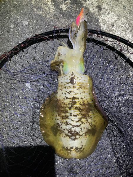 2025 佐渡ヶ島エギング Vol.39【…