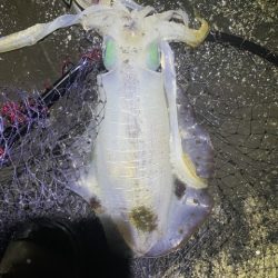 2025 佐渡ヶ島エギング Vol.41【10月27日】