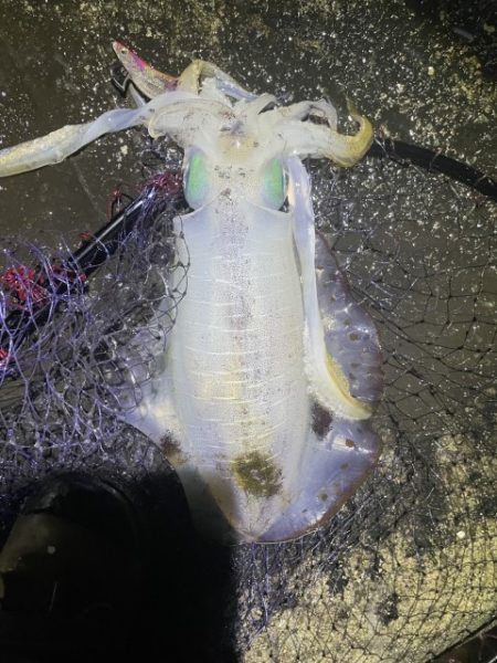 2025 佐渡ヶ島エギング Vol.41【…