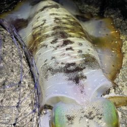 2025 佐渡ヶ島エギング Vol.42【…