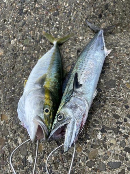 ライトショアジギング