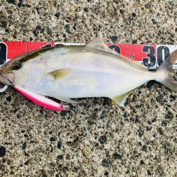 久しぶりにGコン活躍