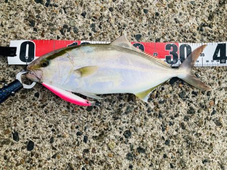 久しぶりにGコン活躍