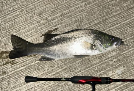 ランガン?しました