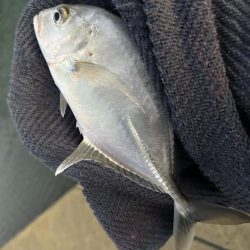 帰ってきたメッキ！４種コンプリート！