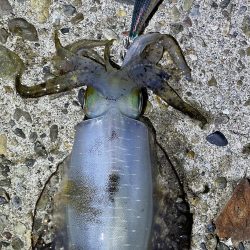 今年初エギング