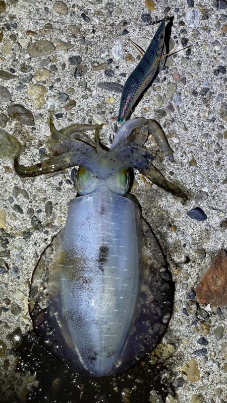 今年初エギング