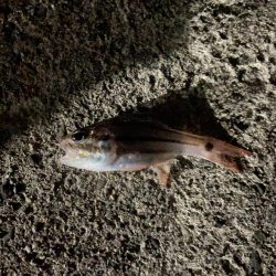 潮が全く動かずネンブツダイ